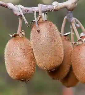 بلوبری وارداتی
